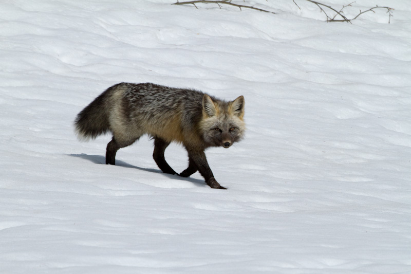 Red Fox